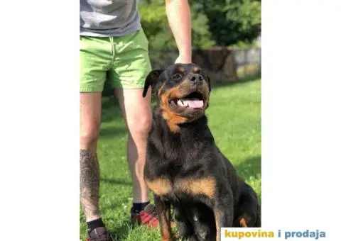 Prodajem vrhunske stence rotvajlera od odlicnih roditelja - 3/9