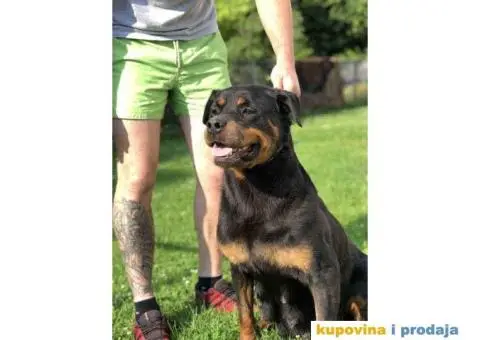 Prodajem vrhunske stence rotvajlera od odlicnih roditelja - 4/9