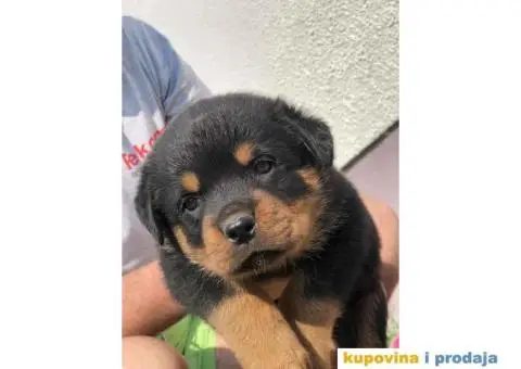 Prodajem vrhunske stence rotvajlera od odlicnih roditelja - 6/9