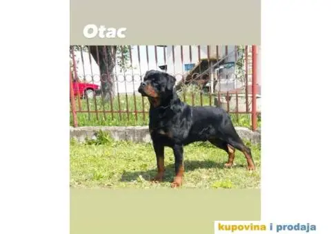 Prodajem vrhunske stence rotvajlera od odlicnih roditelja - 7/9