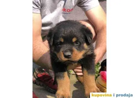 Prodajem vrhunske stence rotvajlera od odlicnih roditelja - 8/9