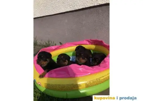 Prodajem vrhunske stence rotvajlera od odlicnih roditelja - 9/9