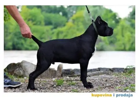 Kane Korso TOP štene - 1/4