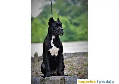 Kane Korso TOP štene - 2/4