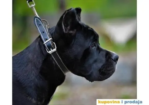 Kane Korso TOP štene - 3/4