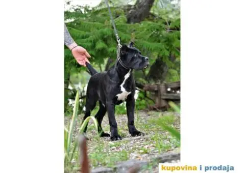 Kane Korso TOP štene - 4/4