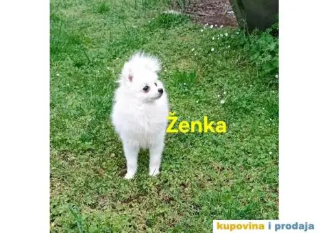 Nemački patuljasti špic/pomeranac - 1/6