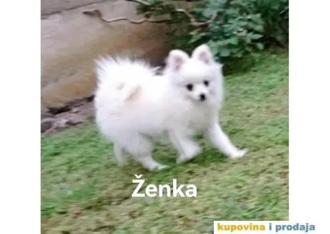 Nemački patuljasti špic/pomeranac - 2/6