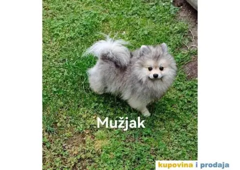 Nemački patuljasti špic/pomeranac - 3/6