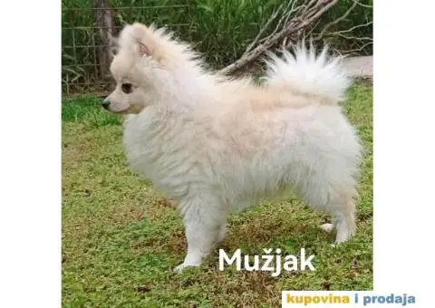 Nemački patuljasti špic/pomeranac - 4/6