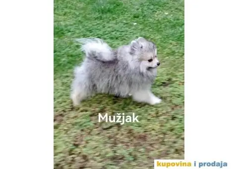 Nemački patuljasti špic/pomeranac - 5/6