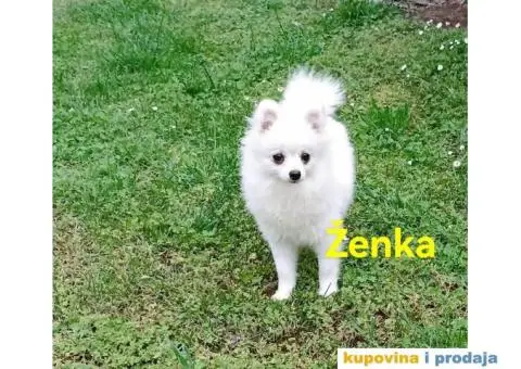 Nemački patuljasti špic/pomeranac - 6/6