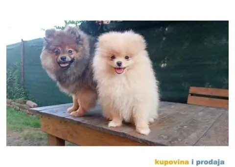 Prelepi čistokrvni patuljasti pomeranci. - 1/9