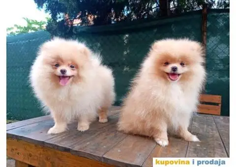 Prelepi čistokrvni patuljasti pomeranci. - 6/9