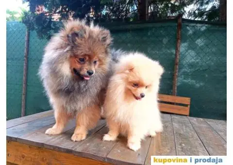 Prelepi čistokrvni patuljasti pomeranci. - 7/9