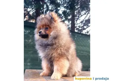 Prelepi čistokrvni patuljasti pomeranci. - 2/9