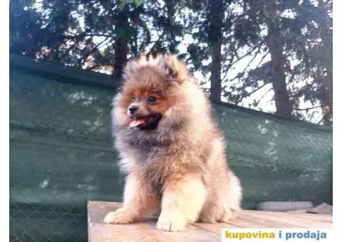 Prelepi čistokrvni patuljasti pomeranci. - 3/9