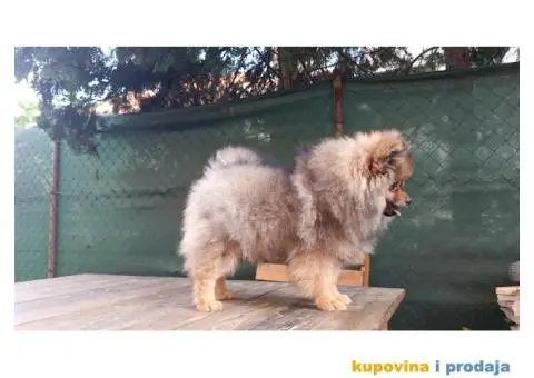 Prelepi čistokrvni patuljasti pomeranci. - 4/9