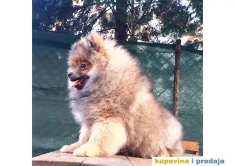 Prelepi čistokrvni patuljasti pomeranci. - 5/9