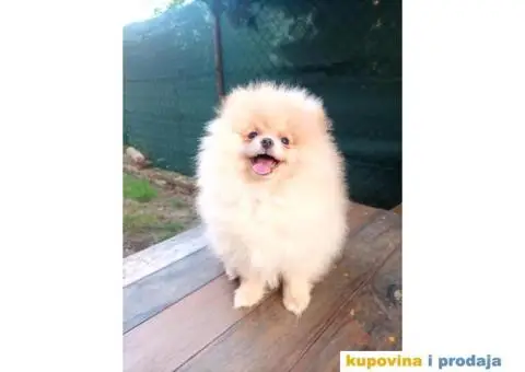 Prelepi čistokrvni patuljasti pomeranci. - 8/9