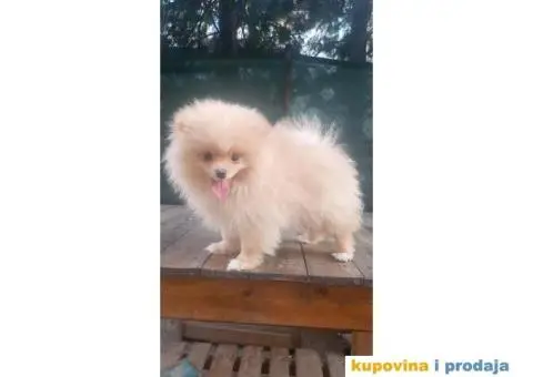 Prelepi čistokrvni patuljasti pomeranci. - 9/9