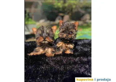 U ponudi Mini Jorksirski terijer - 1/4