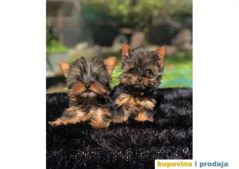 U ponudi Mini Jorksirski terijer - 3/4
