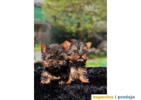 U ponudi Mini Jorksirski terijer - 4/4