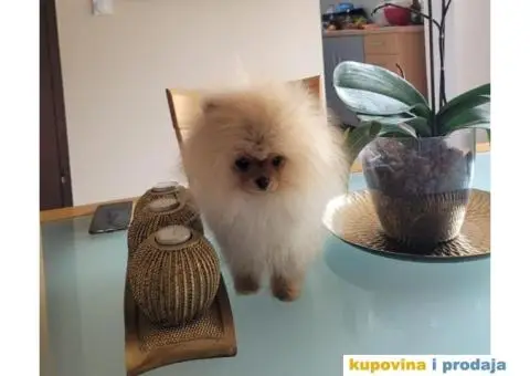 Prelepi Pomeranci na prodaju - 2/5