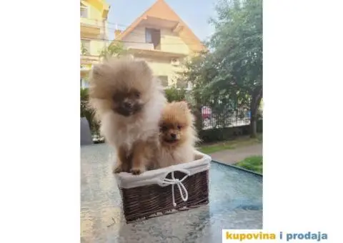 Prelepi Pomeranci na prodaju - 5/5