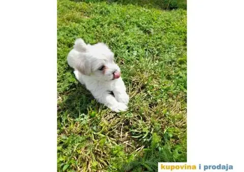 Mini maltezeri na prodaju - 1/7