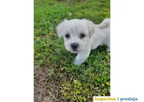 Mini maltezeri na prodaju - 2/7