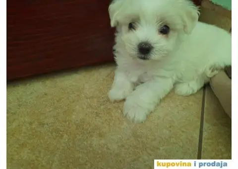 Mini maltezeri na prodaju - 3/7