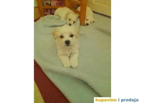 Mini maltezeri na prodaju - 4/7