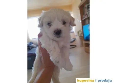 Mini maltezeri na prodaju - 5/7