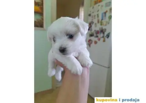 Mini maltezeri na prodaju - 6/7