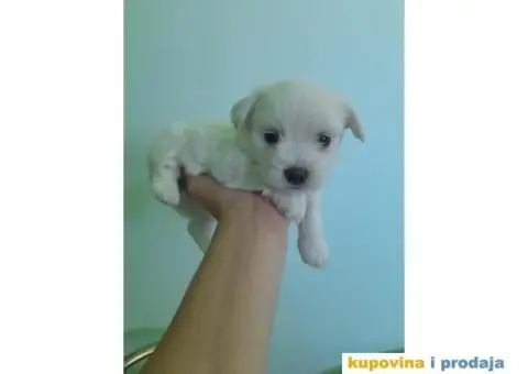 Mini maltezeri na prodaju - 7/7