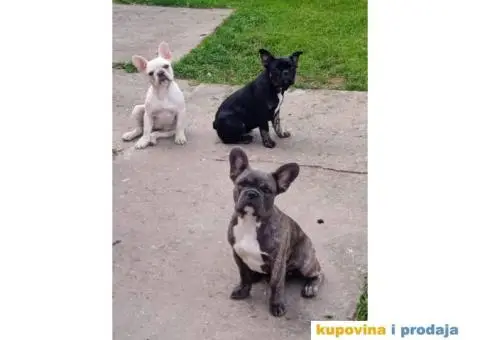 Francuski BULDOG  egzoticne boje - 1/10