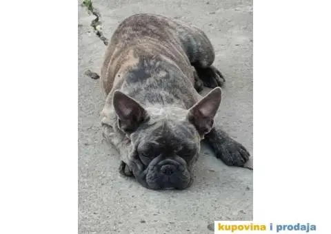 Francuski BULDOG  egzoticne boje - 2/10