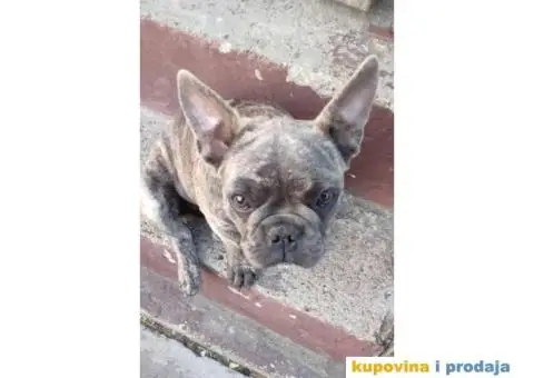 Francuski BULDOG  egzoticne boje - 3/10