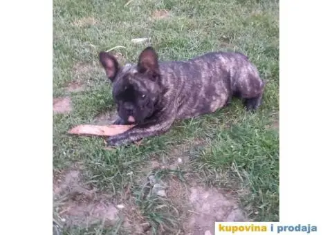 Francuski BULDOG  egzoticne boje - 4/10
