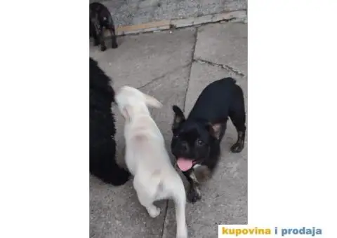 Francuski BULDOG  egzoticne boje - 5/10