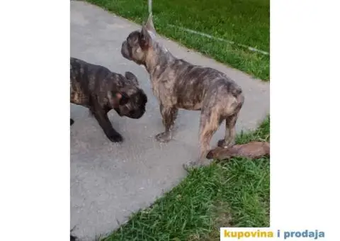 Francuski BULDOG  egzoticne boje - 6/10