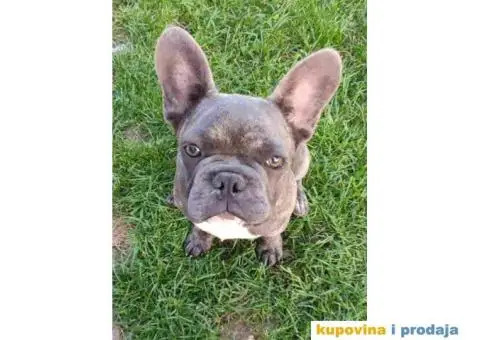 Francuski BULDOG  egzoticne boje - 7/10