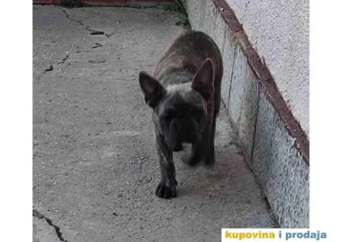 Francuski BULDOG  egzoticne boje - 8/10