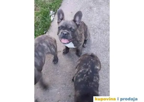 Francuski BULDOG  egzoticne boje - 9/10