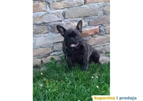 Francuski BULDOG  egzoticne boje - 10/10
