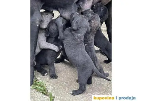 Cane Corso TOP štenci - 1/12