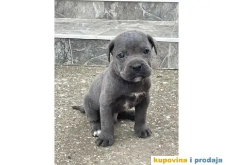 Cane Corso TOP štenci - 2/12