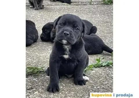 Cane Corso TOP štenci - 3/12